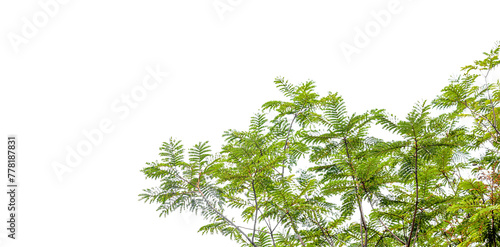 Isolated green leaves on white background