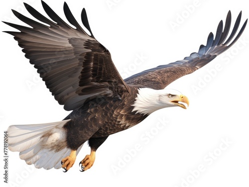 Bald Eagle Isolated on White Background, Adult Flying Eagle Isolated on White Background