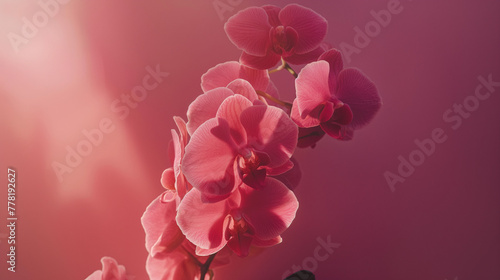 Elegant Pink Orchid in Vibrant Close-Up Bloom