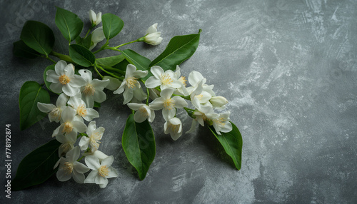 Elegant White Jasmine Flowers on Textured Background