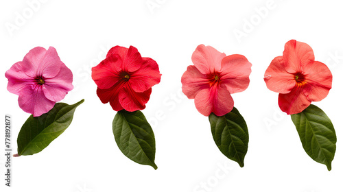Impatiens Bloom Collection: Vibrant Floral Digital Art Set, Transparent Background Isolated Flowers in Top View Flat Lay, PNG 3D Botanical Design Illustrations for Summer Garden Decoration © Spear