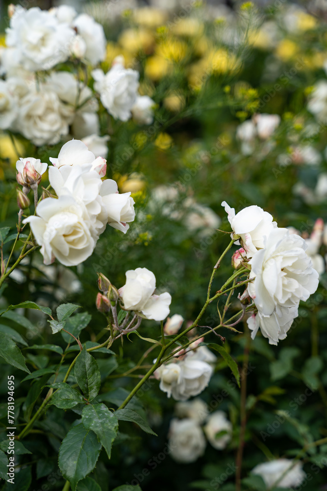 Beautiful white flowers surrounded by green Beautiful white flowers surrounded by green