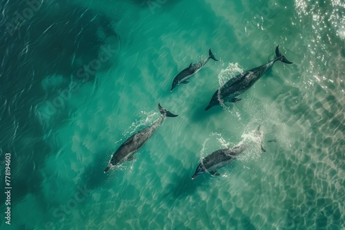 A group of dolphins gracefully swim together in the ocean  captured in a split-level aerial perspective shot