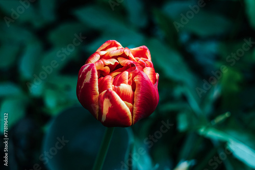 Wallpaper Mural first spring flowers. red tulip bud. macro photography of a tulip. Torontodigital.ca