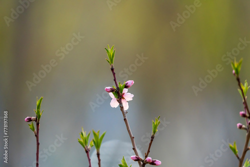 Peach Tree Sprouts. flowers in spring. new buds on colourful bokeh background in early spring.
