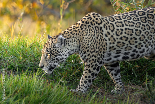 Jaguar safari 2