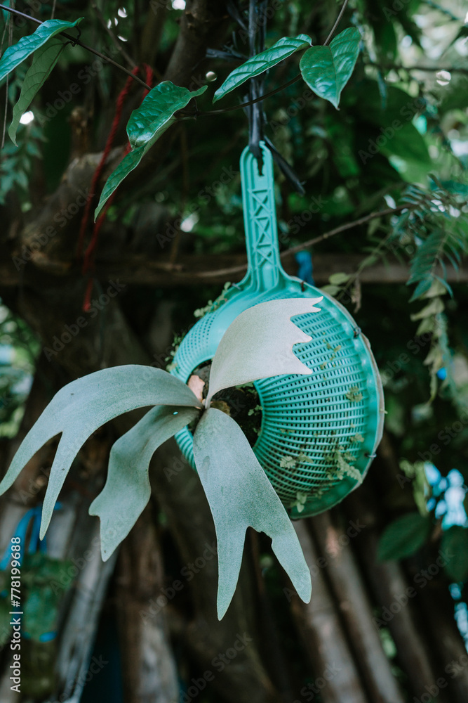Platycerium willinckii (wil-lin-key-eye) sometimes called Java Staghorn ...