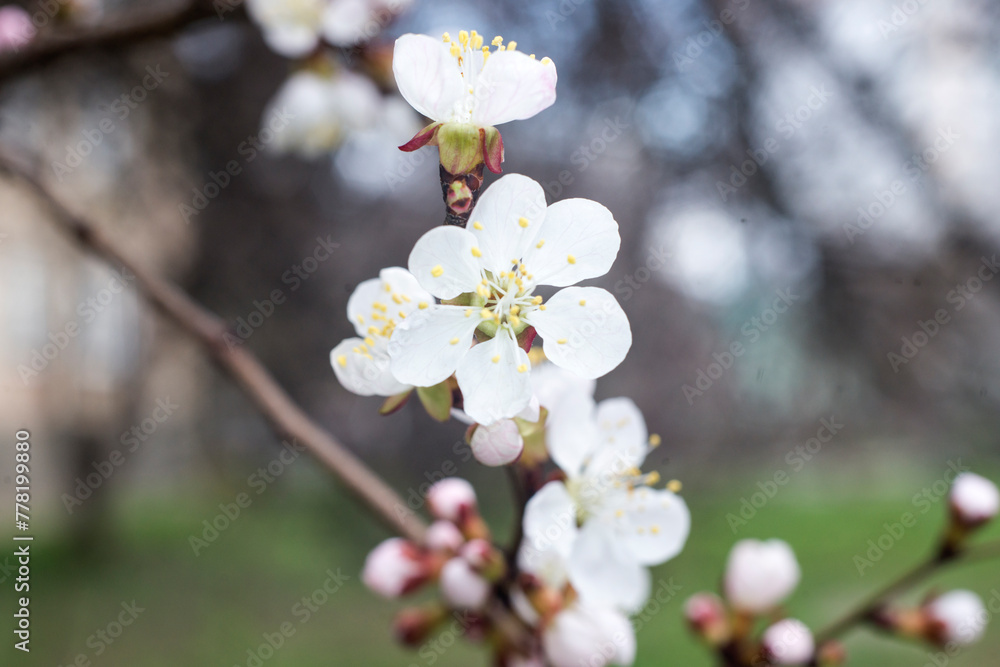 tree blossom