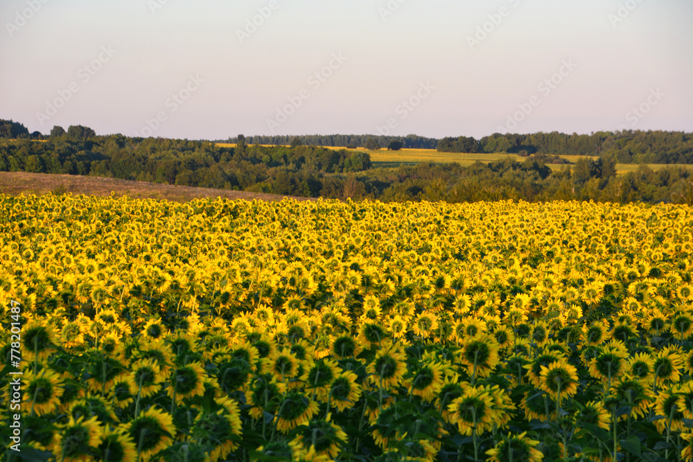 a field of sunflowers with a view of the hills behind it a field of sunflowers with a view of the hills behind it