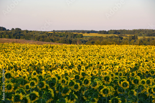 a field of sunflowers with a view of the hills behind it © Irina
