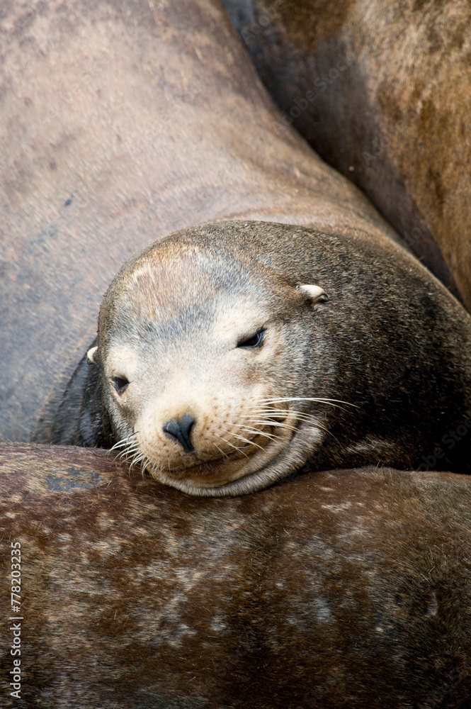 Obraz premium Tender Moment: 4K Ultra HD Image of Wild Baby Sea Lion Napping on Mom's Belly