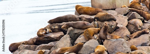 4k ultra hd image of Group of Sea Lions on rocky shore
