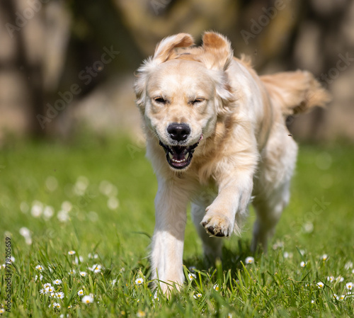 My Golden Puppy is 9 months old with great vitality!