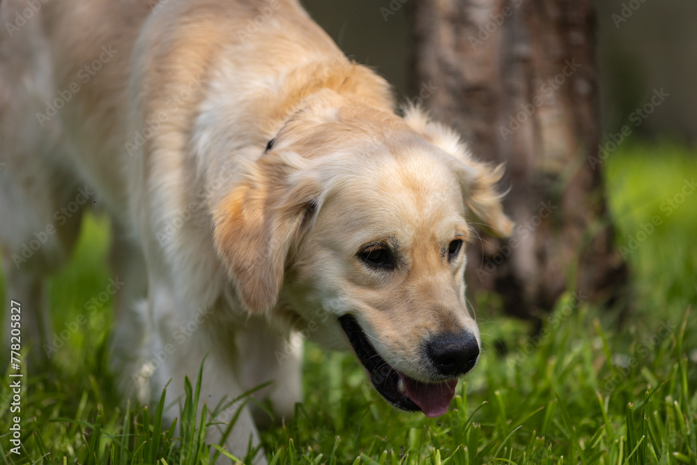 My Golden Puppy is 9 months old with great vitality! My Golden Puppy is 9 months old with great vitality!