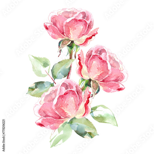 Pink roses watercolor hand painting floral illustration of collection garden flowers. Isolated on white background. Wedding floral design for bouquets  wreaths  arrangements  wedding invitations