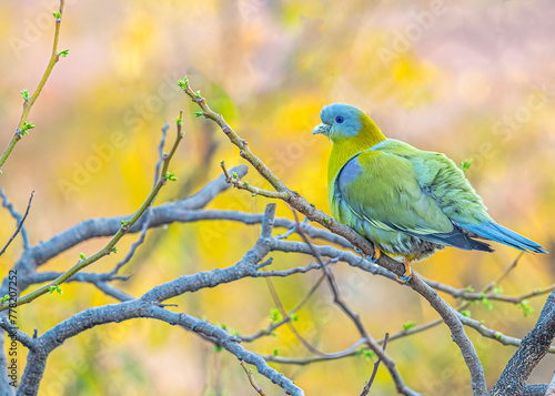 Fotografija A Yellow footed Green Pigeon