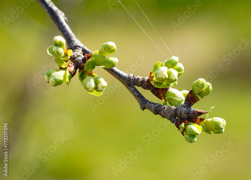  pear  fruit  bud in an orchard,  before blossoming, spring theme.