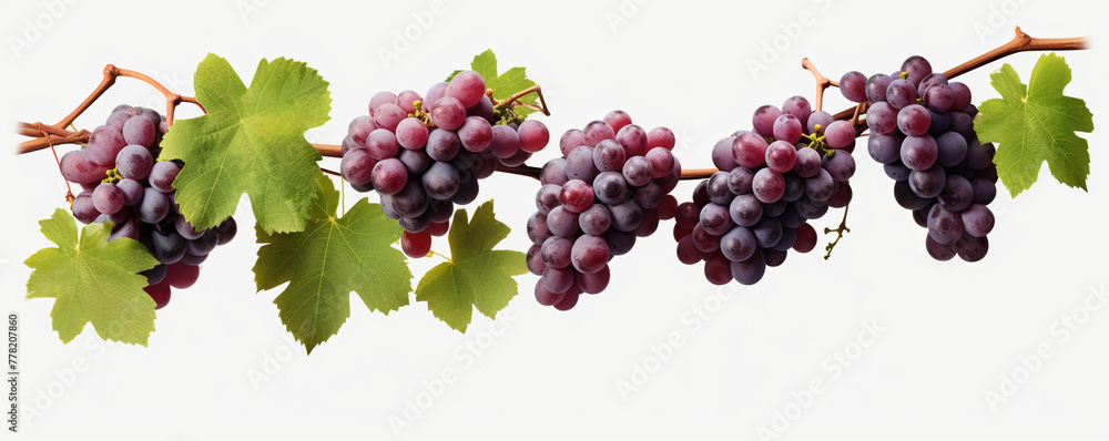 Grapevines isolated on transparent background сreated with Generative Ai Grapevines isolated on transparent background сreated with Generative Ai