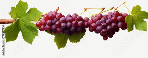 Grapevines isolated on transparent background сreated with Generative Ai