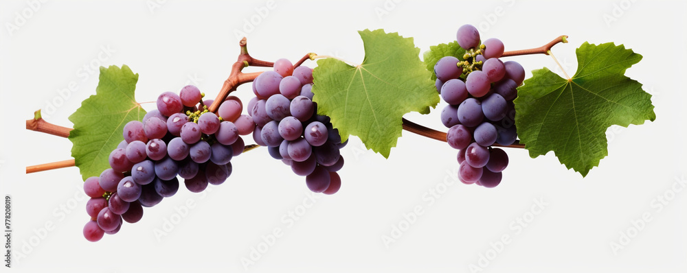 Grapevines isolated on transparent background сreated with Generative Ai Grapevines isolated on transparent background сreated with Generative Ai