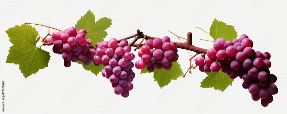 Grapevines isolated on transparent background сreated with Generative Ai