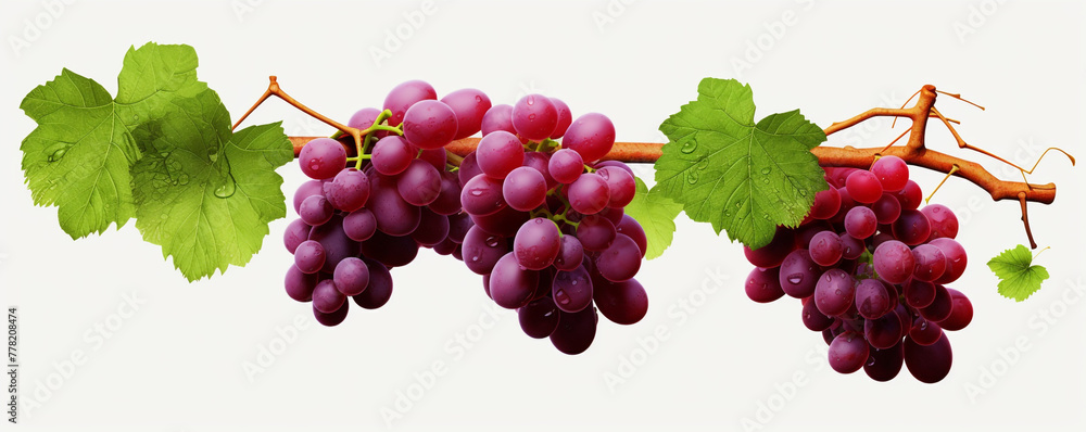 Grapevines isolated on transparent background сreated with Generative Ai Grapevines isolated on transparent background сreated with Generative Ai