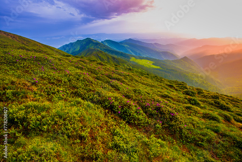 blossoming summer  pink rhododendrons flowers, amazing panoramic nature scenery, Carpathian mountains, Ukraine, Europe  © Rushvol