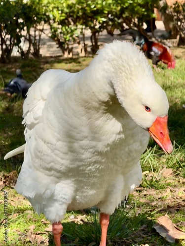 white goose preparing for attack