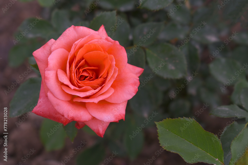 Beautiful red rose flower closeup in garden, A very beautiful rose flower bloomed on the rose tree, Rose flower, bloom flowers, Natural spring flower, Nature Beautiful red rose flower closeup in garden, A very beautiful rose flower bloomed on the rose tree, Rose flower, bloom flowers, Natural spring flower, Nature