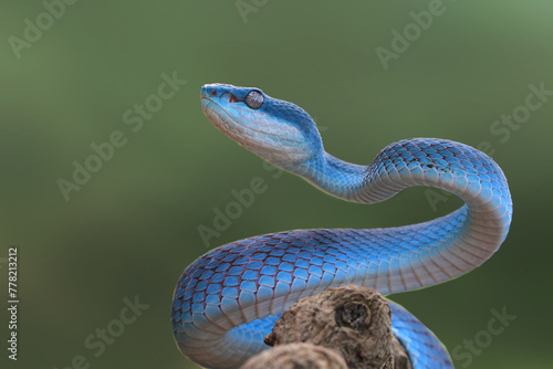 Foto Blue viper snake front view, viper snake closeup on branch, blue viper snake rea