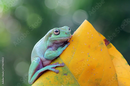 Australian white tree frog on green leaves, dumpy frog on leaves, closeup tree frog photo