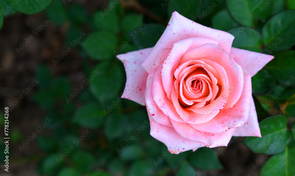 Beautiful pink rose flower closeup in garden, A very beautiful rose flower bloomed on the rose tree, Rose flower, bloom flowers, Natural spring flower, Nature Beautiful pink rose flower closeup in garden, A very beautiful rose flower bloomed on the rose tree, Rose flower, bloom flowers, Natural spring flower, Nature