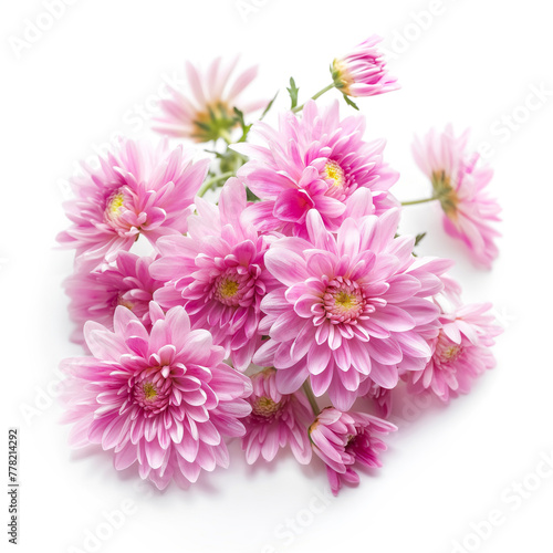 Beautiful pink asters close up isolated on white background