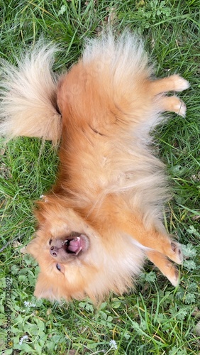 фотографія dog spite in grass