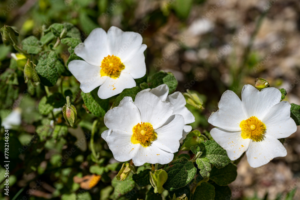 Flower of a Montpellier cistus ( Cistus monspeliensis ) Flower of a Montpellier cistus ( Cistus monspeliensis )
