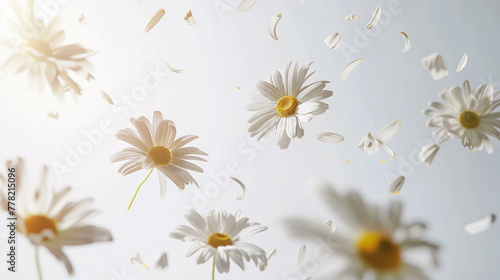 Falling Daisies Flowers Against A White Background, Spring Blossoms Background