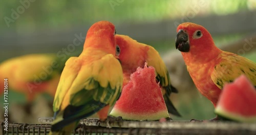 The sun parakeet (Aratinga solstitialis), also known in aviculture as the sun conure, is a medium-sized, vibrantly colored parrot. High definition shot at 4K, 60 fps video footage. photo