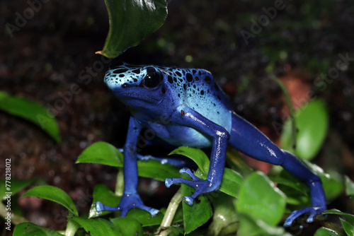 Blue poison-dart frog (Dendrobates tinctorius azureus) photo