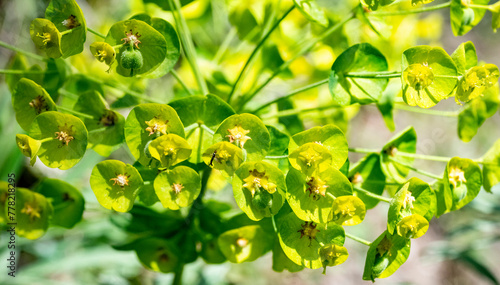 Lower closeup : Leafy spurge ( Euphorbia esula ) photo