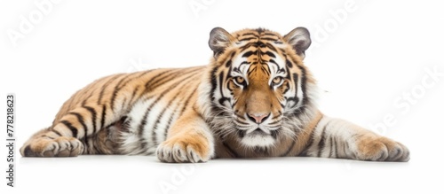 portrait of a Tiger lying on a white background.AI generated image