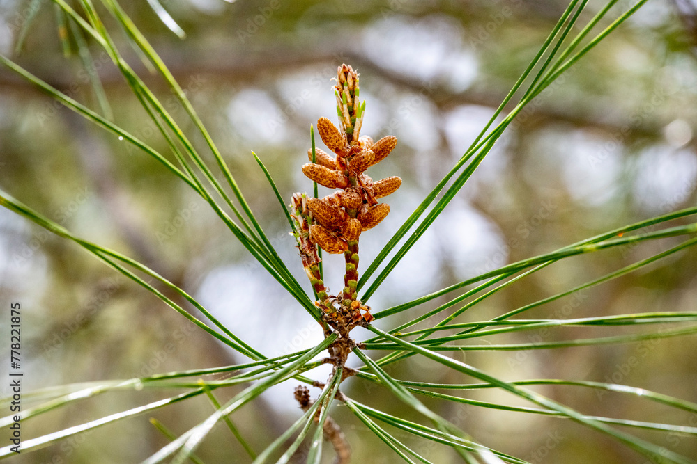 Small fresh pine cone on a twig of green needles . Pine with needles and cone in the forest .