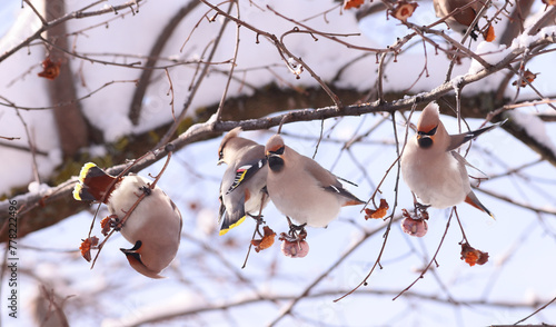 A flock of waxwings eats up the remains of persimmons in winter