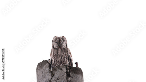 Owl among the snowy whiteness sits on an old concrete pillar..