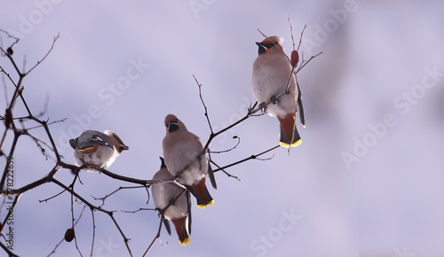 Have the waxwings really eaten all the unabi.. On the empty winter branches of the unabi there is a flock of waxwings..