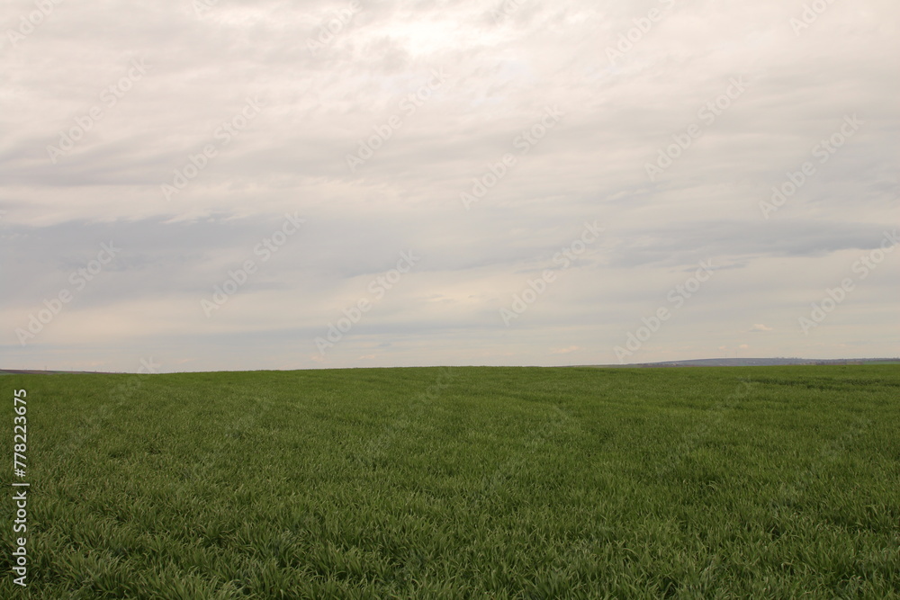 Obraz premium A field of grass