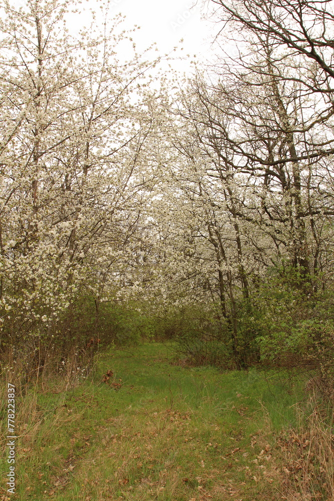A path through a forest