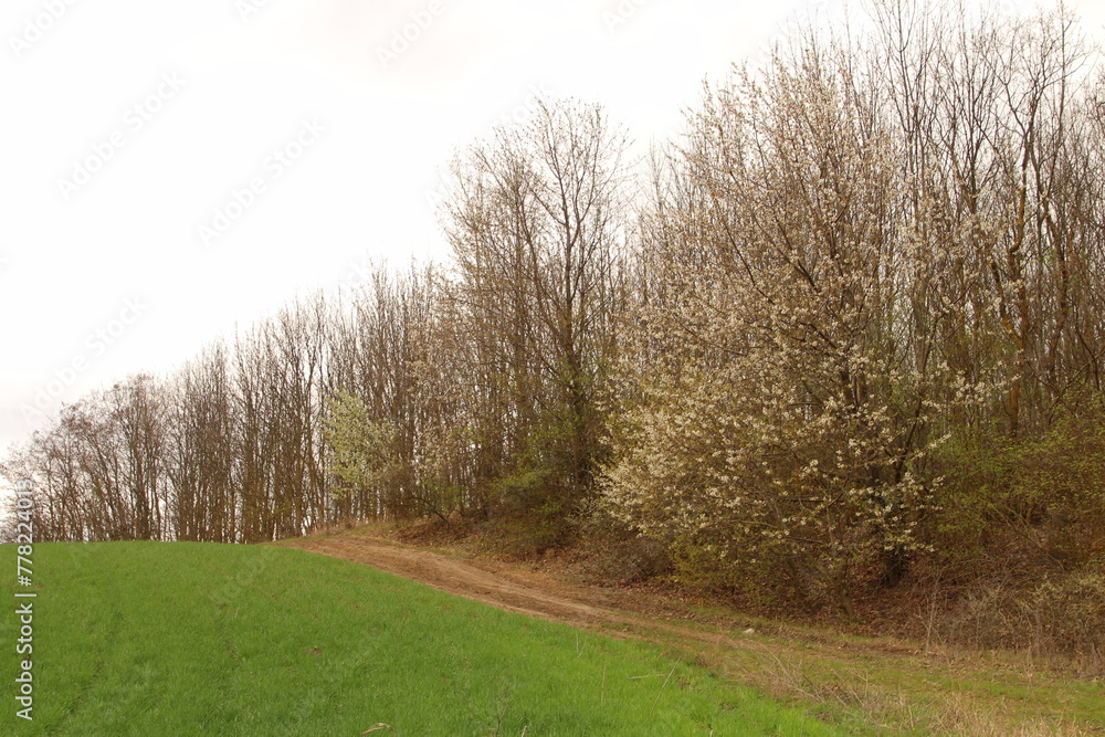 A dirt road with grass and trees on either side of it