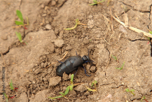 A black beetle on the ground