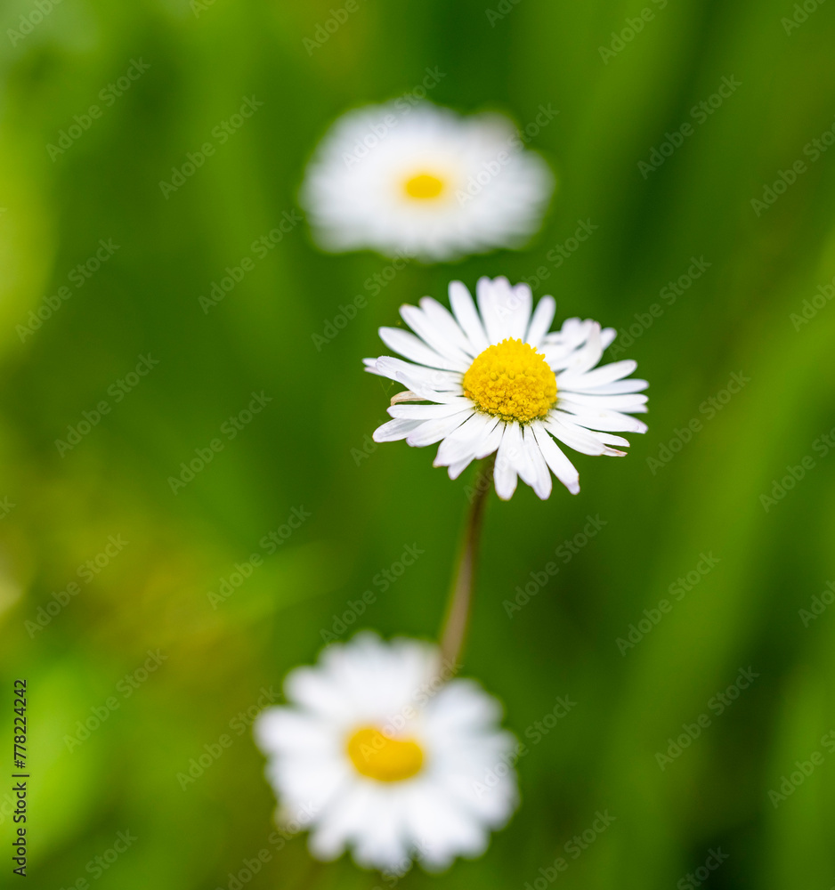 Fototapeta premium Marguerite daisy flower with green meadow as background