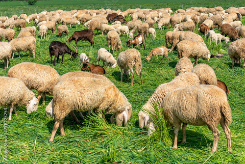 Flock of sheep and goats grazing in green spring meadow in the Po Valley in the province of Cuneo, Italy